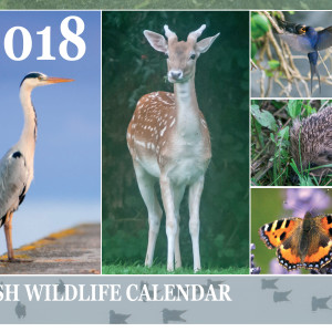 Irish Wildlife 2018